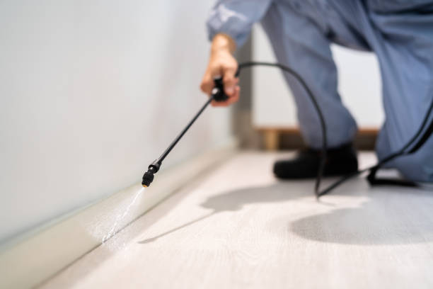 Certified termite inspector examining foundation in Maugansville